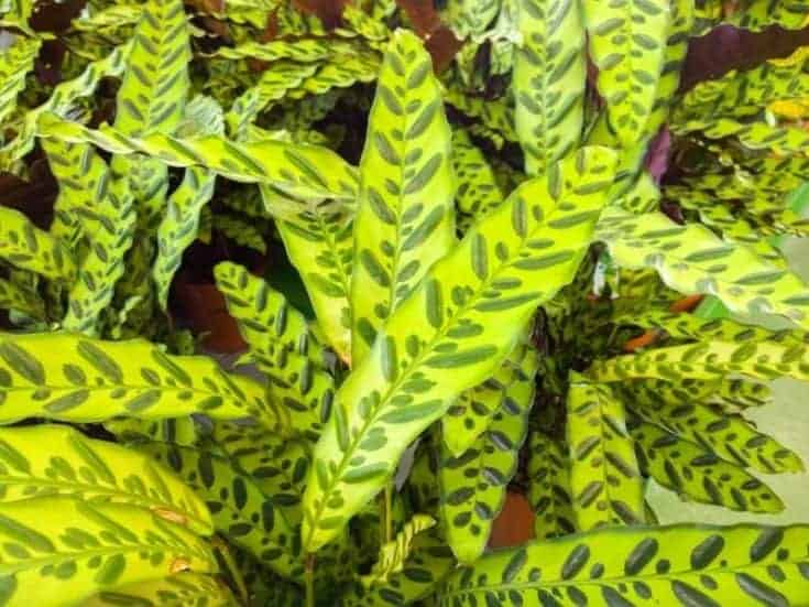 12 Best Indoor Plants For Cats