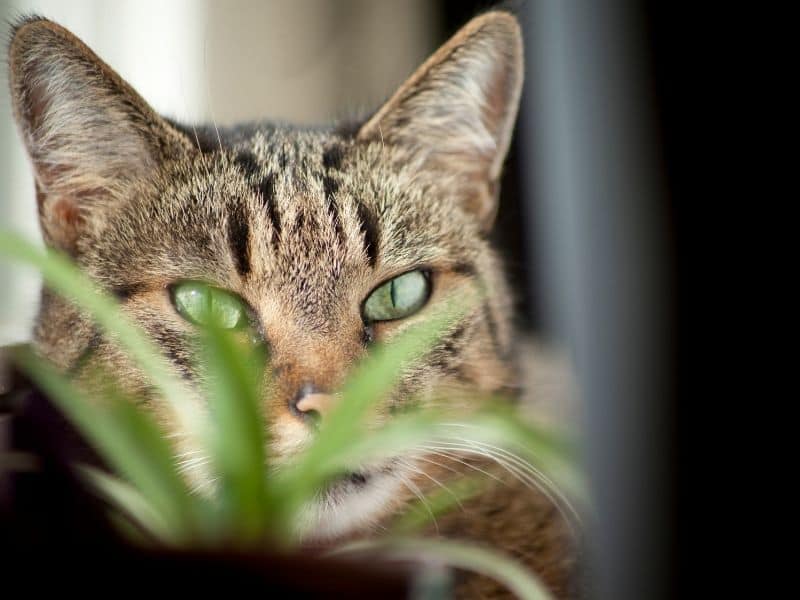 Cat peeking from behind a houseplant