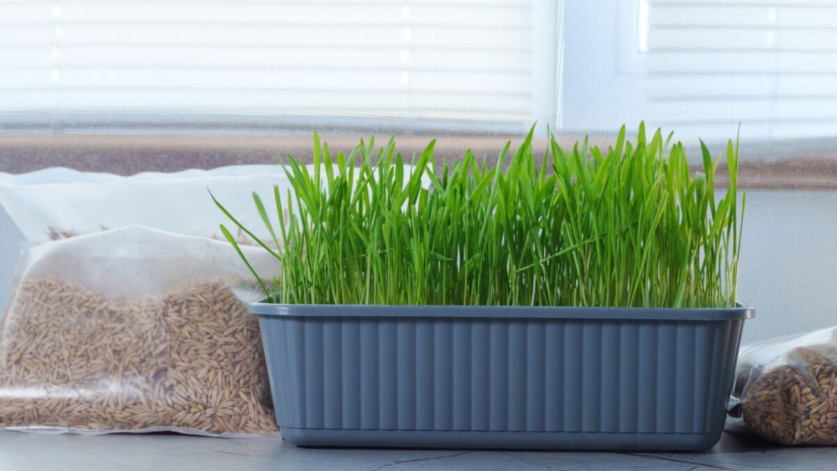 cat grass growing in a gray tray.