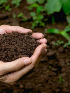 hands holding compost