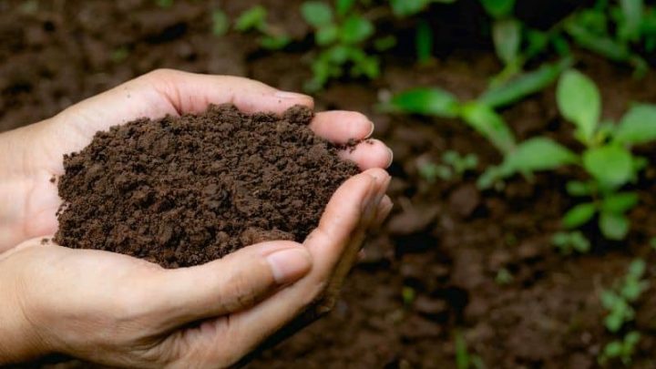 How To Celebrate Learn About Composting Day on May 29