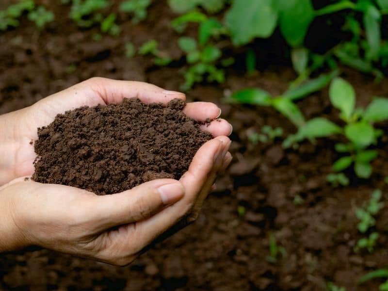 hands holding compost