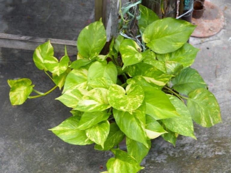 11 Best Indoor Plants For Asthma