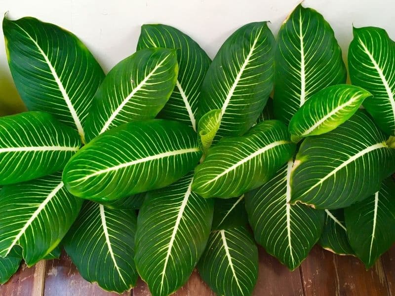 dumb cane