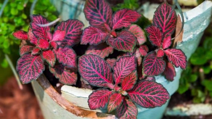 34 Best Indoor Plants For Low Light