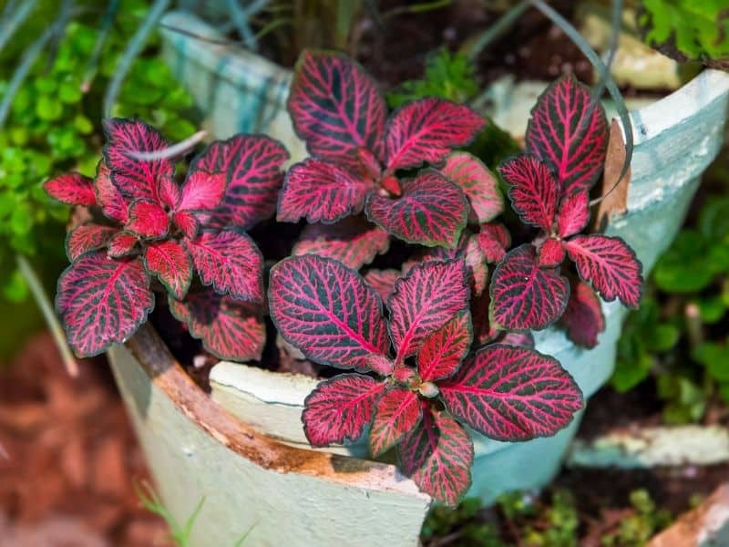 fittonia plant