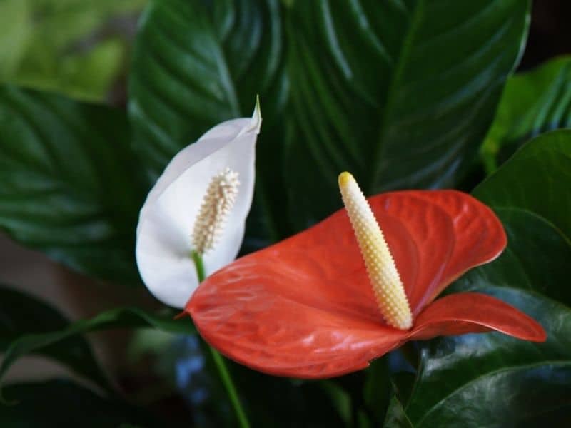 flamingo and peace lilies