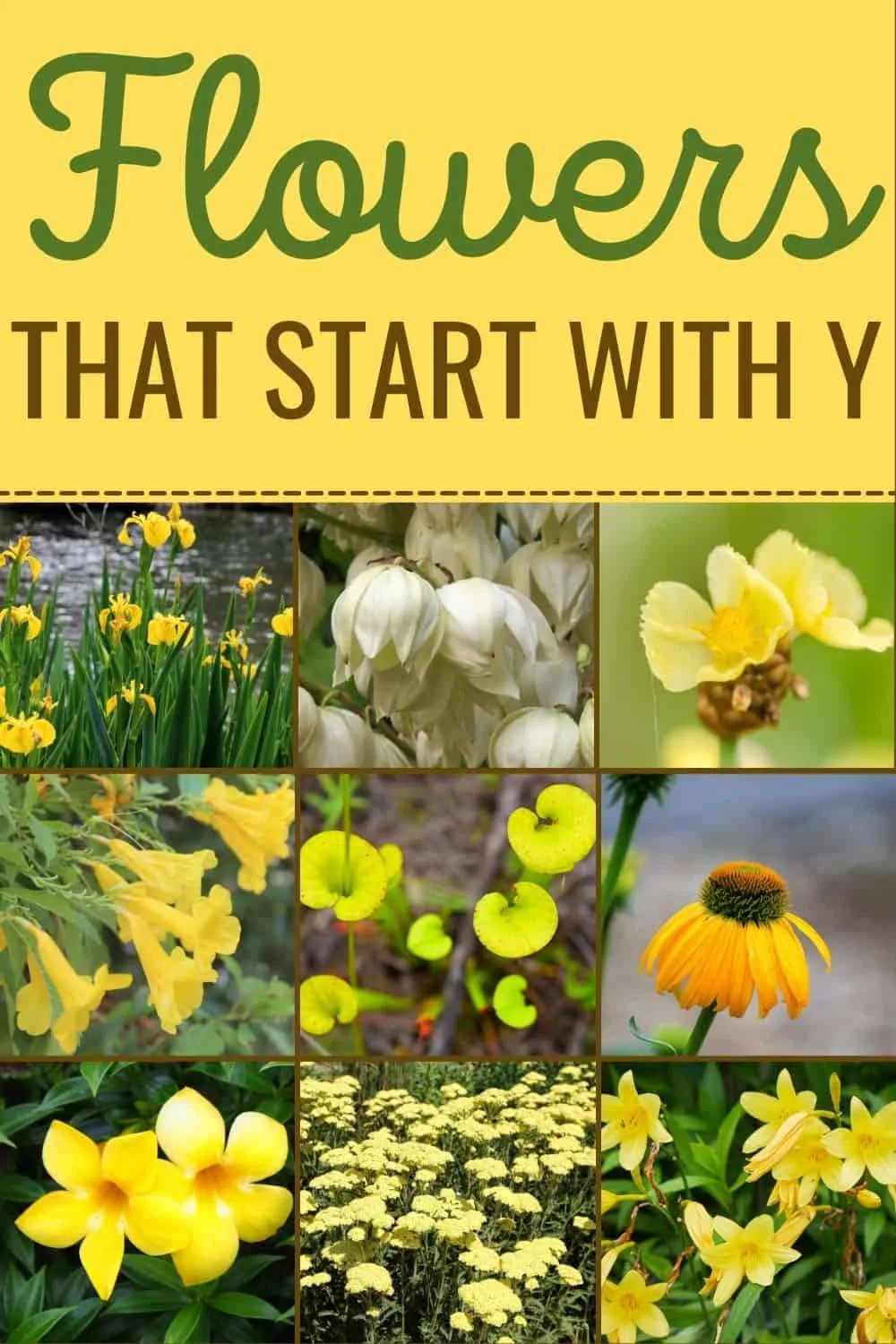 Flowers that start with Y
