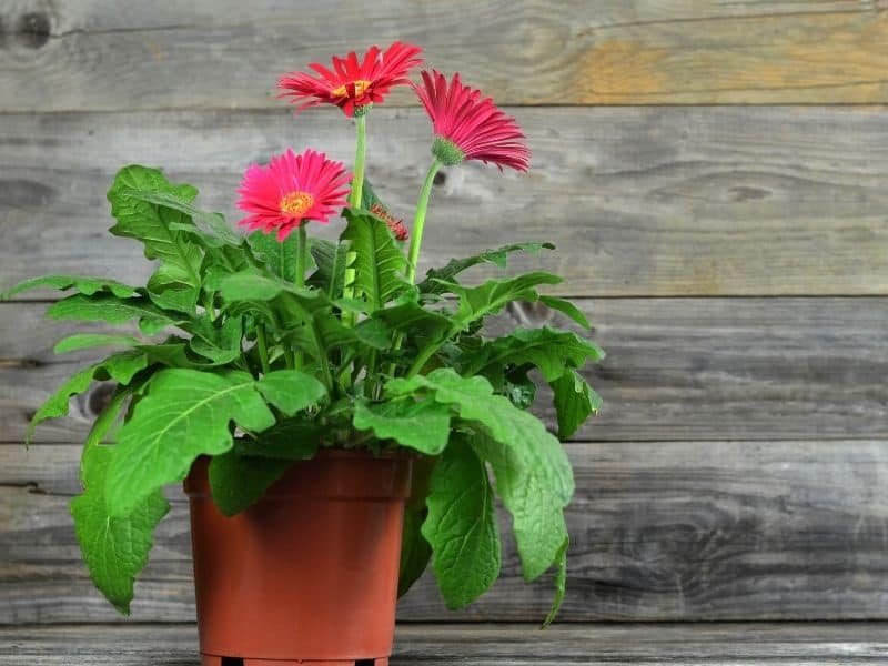 potted gerbera daisies