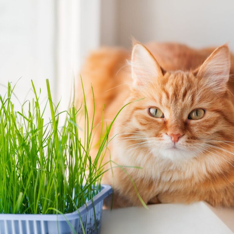 a ginger cat next to a clump of cat grass.