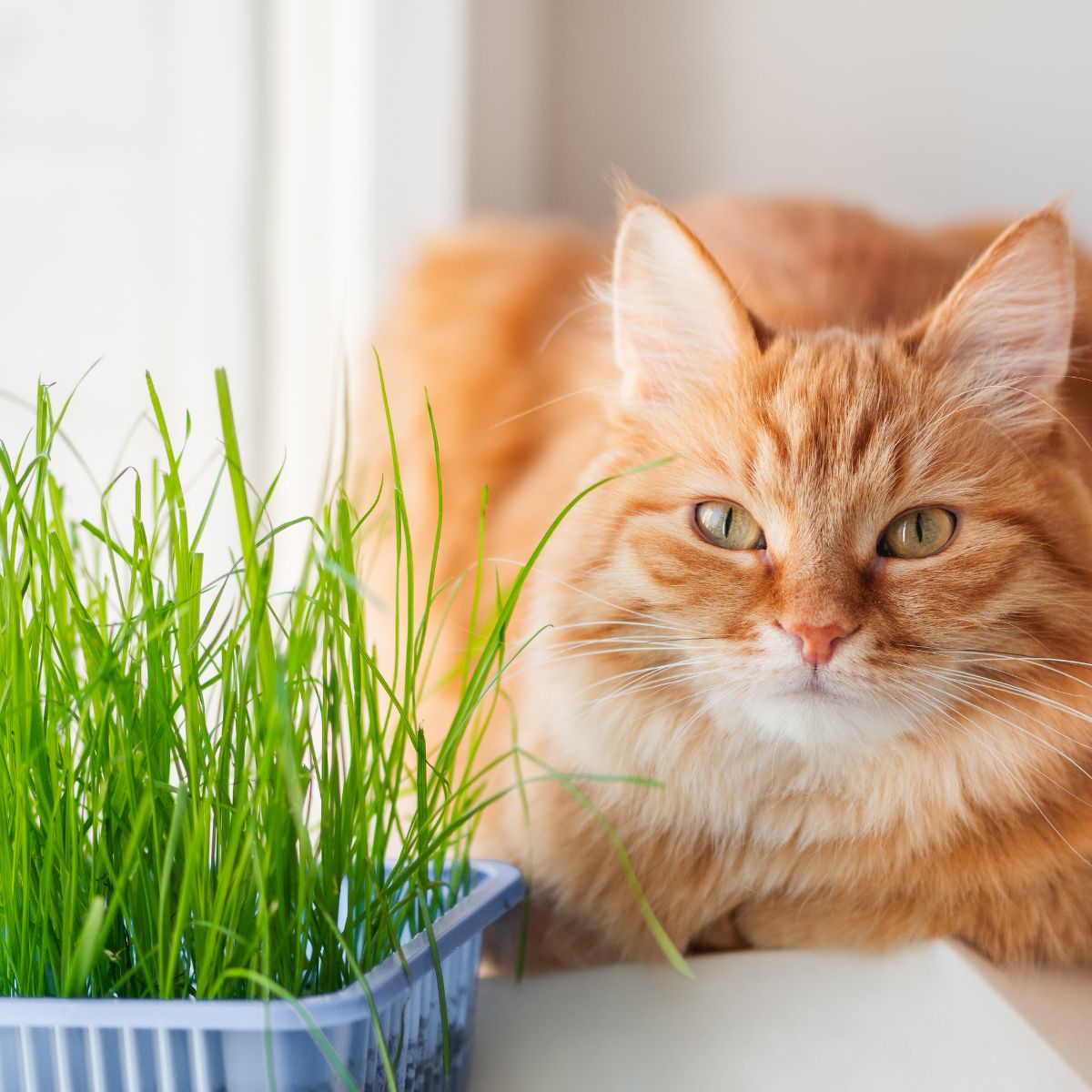 a ginger cat next to a clump of cat grass.