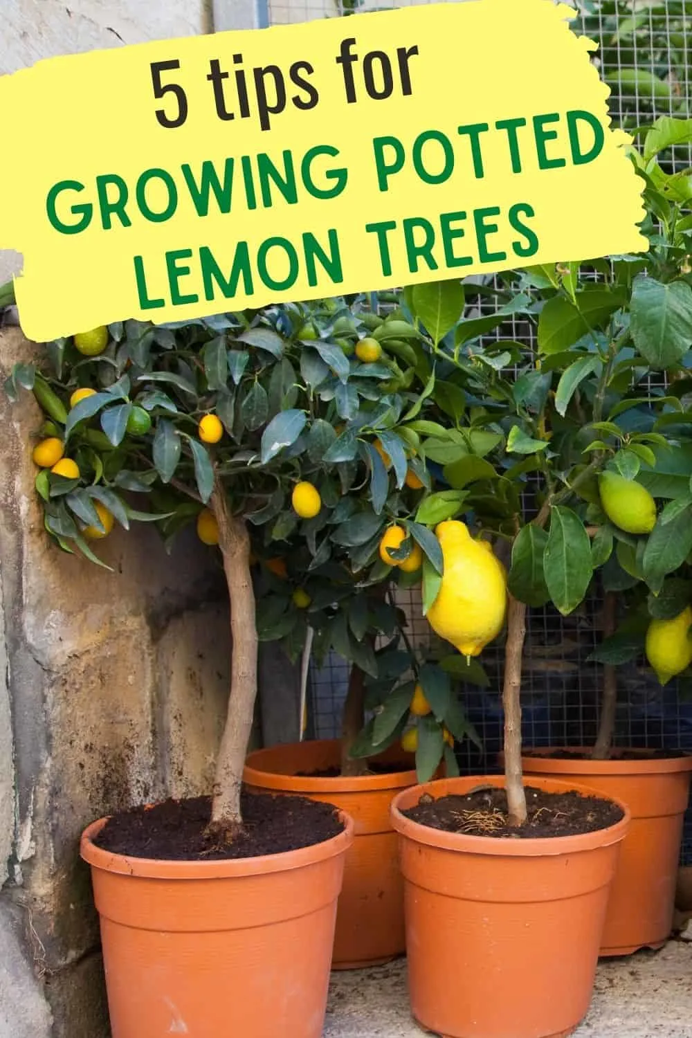 5 tips for growing potted lemon trees on Plant a Lemon Tree Day