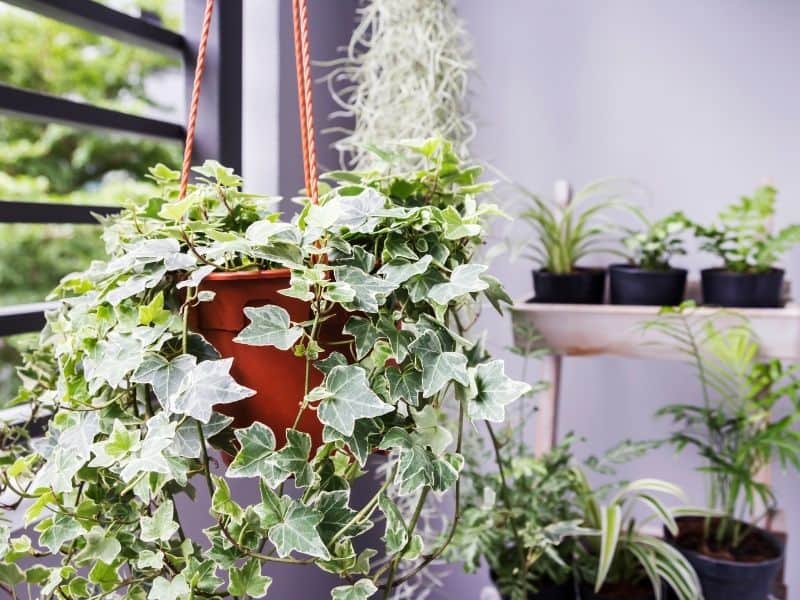 hanging basket of english ivy