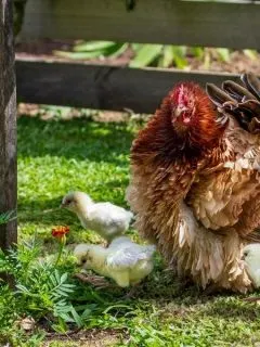 A hen and her baby chicks in the garden