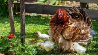 A hen and her baby chicks in the garden