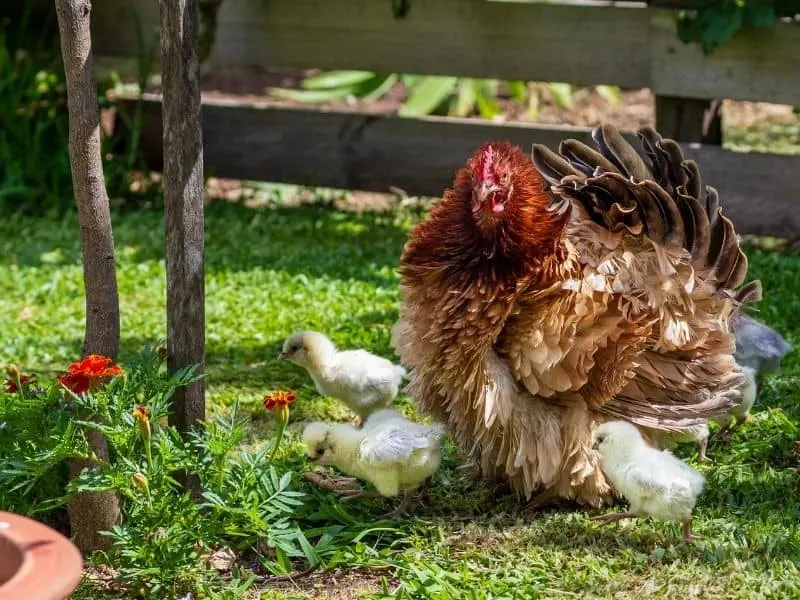 A hen and her baby chicks in the garden