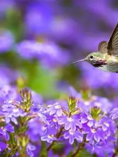 Hummer flying by purple flowers