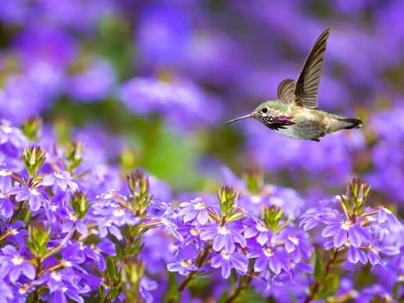 Hummer flying by purple flowers 