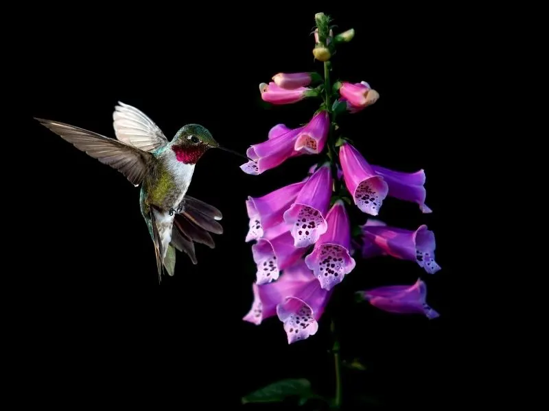 hummingbird feeding on foxglove flowers 