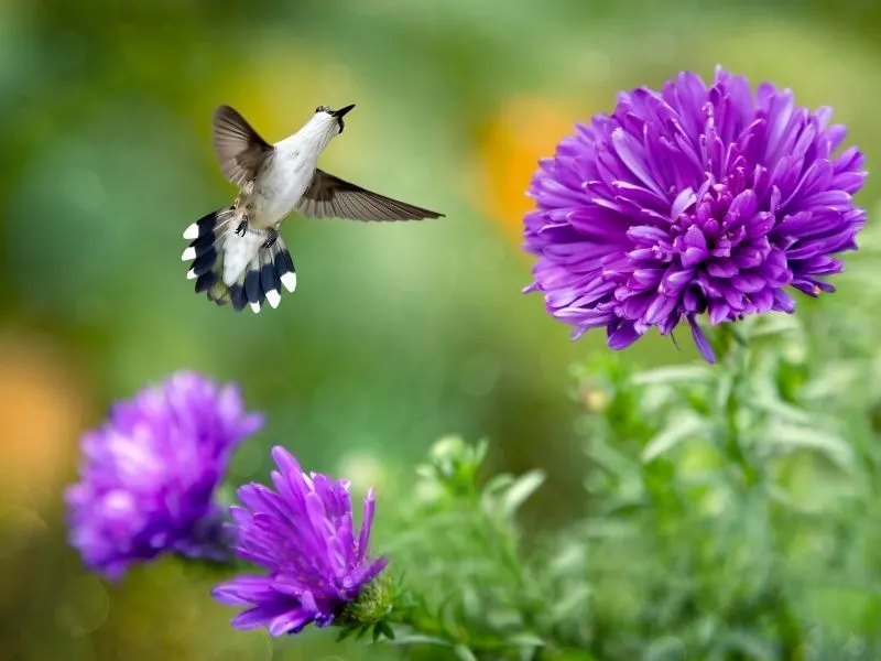 hummingbird visiting a purple monarda flower