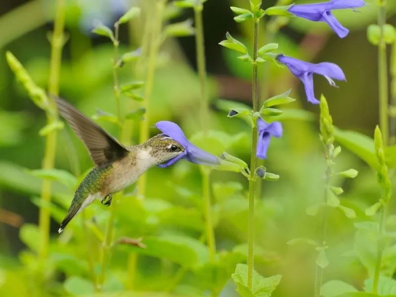 hummingbird feeding on sage flowers