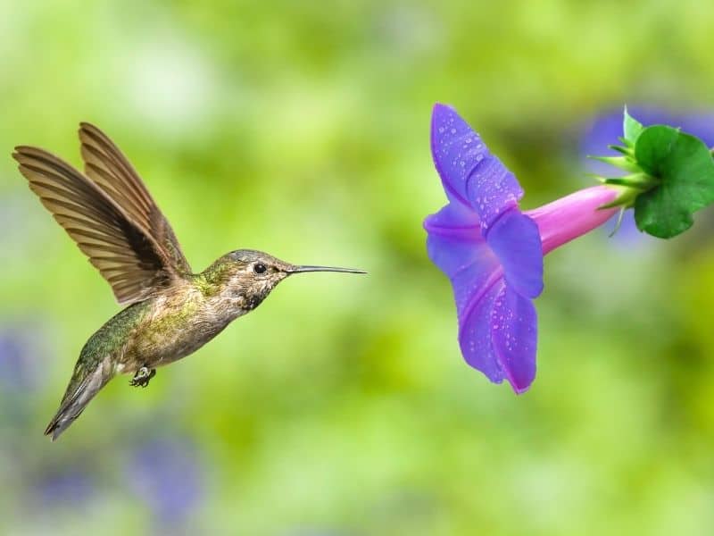 a humingbird visiting a morning glory flower