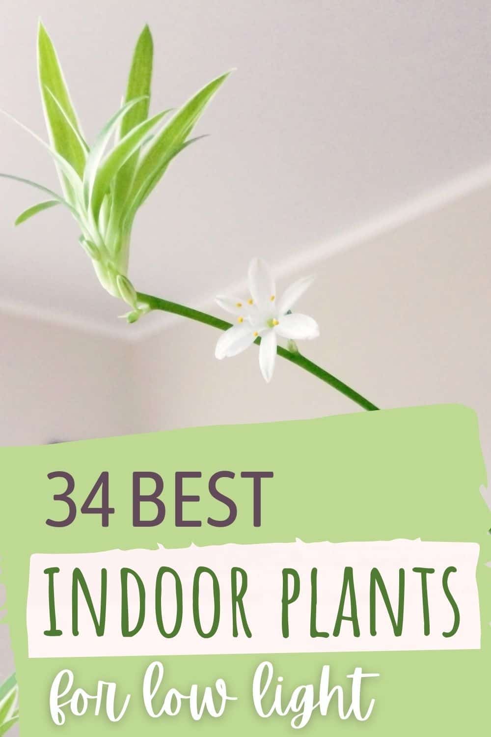 34 best indoor plants for low light