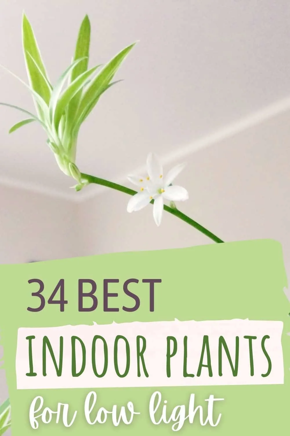 34 best indoor plants for low light