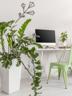 indoor plants for the office
