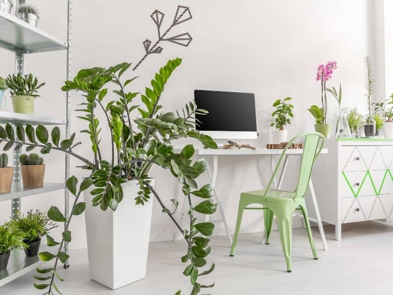 indoor plants for the office