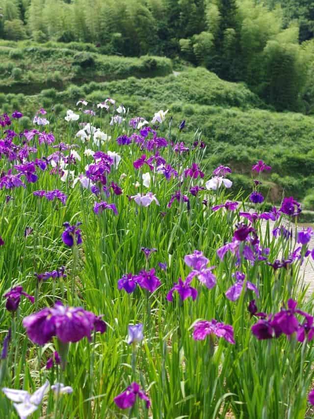 Iris flowers in a public garden