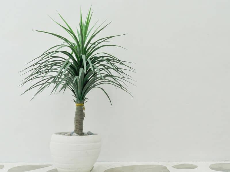 lady palm plant