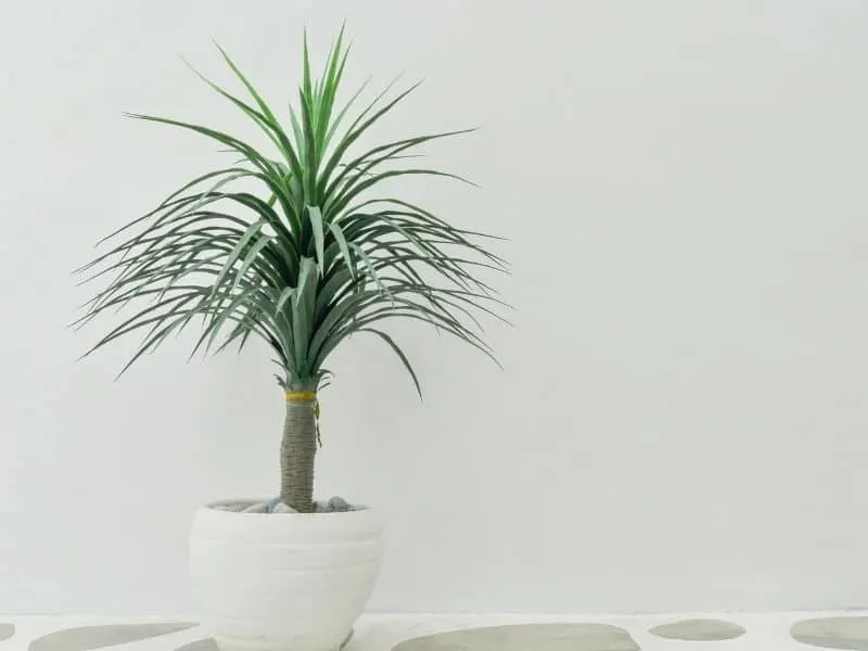 lady palm plant