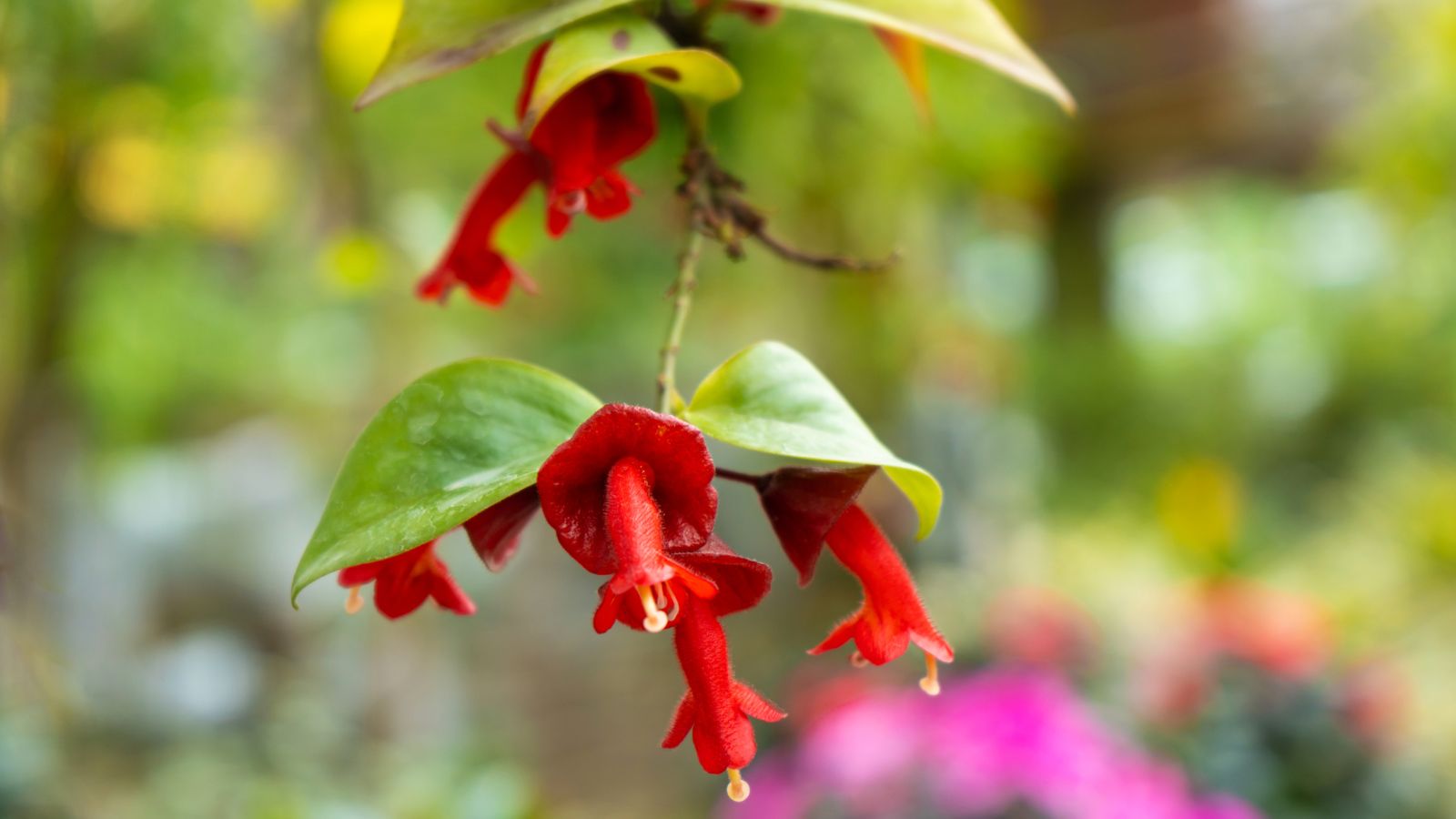 lipstick plant.