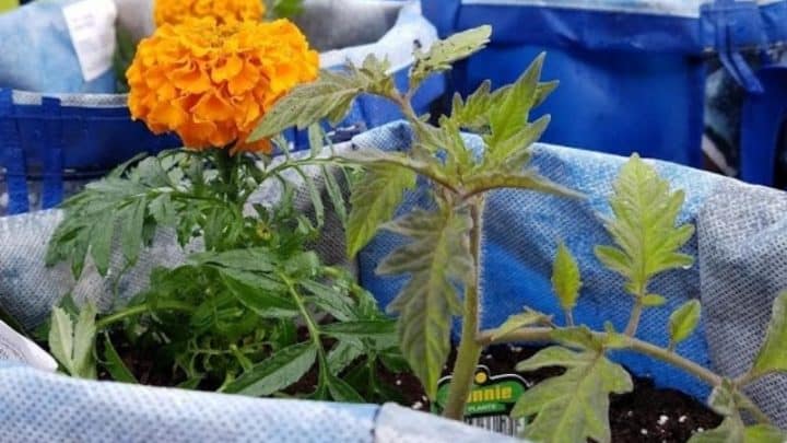 Best Companion Plants For Tomatoes