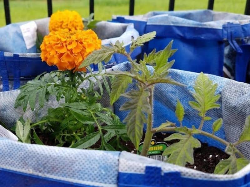 marigold and tomato planted in a grow bag