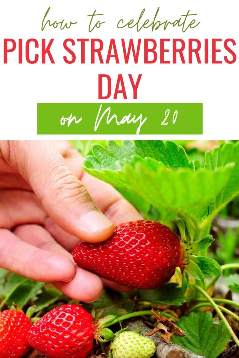 How to celebrate pick strawberries day on May 20