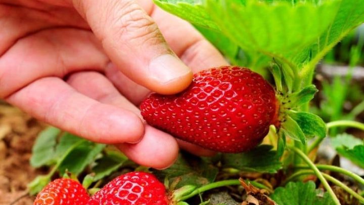 How to Celebrate Pick Strawberries Day on May 20
