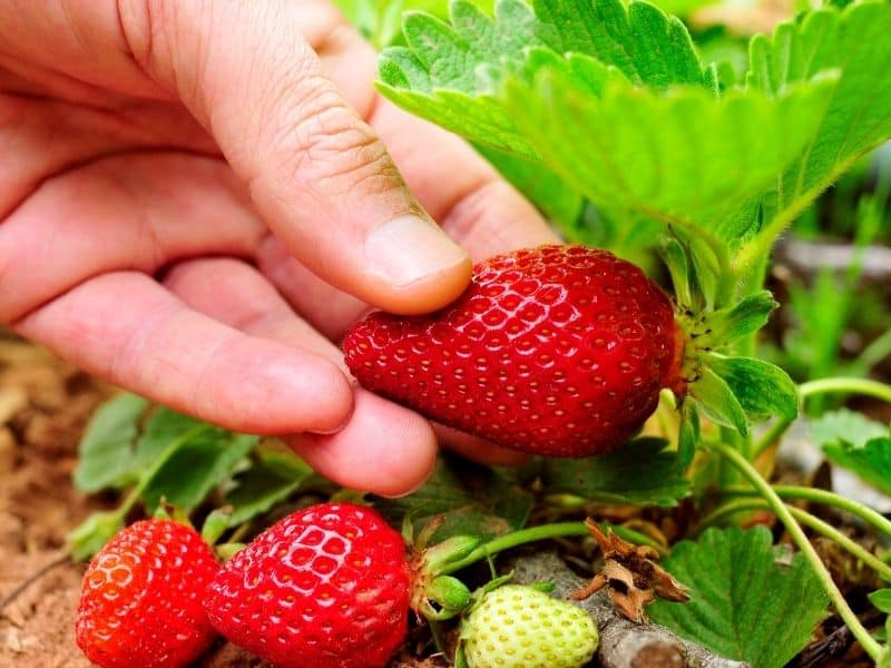 picking strawberries