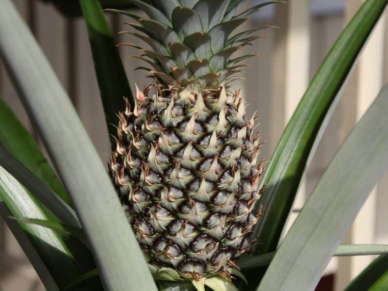 pineapple plant with fruit