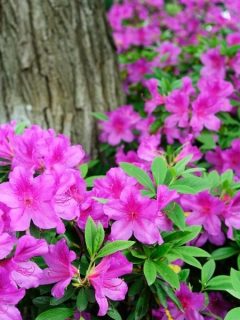 pink azaleas around tree