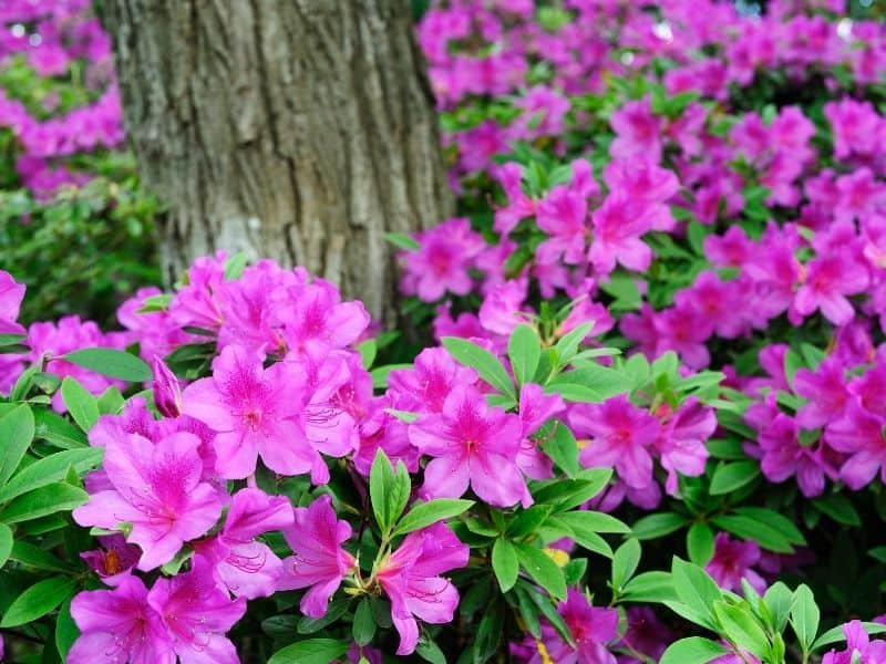 pink azaleas around tree 