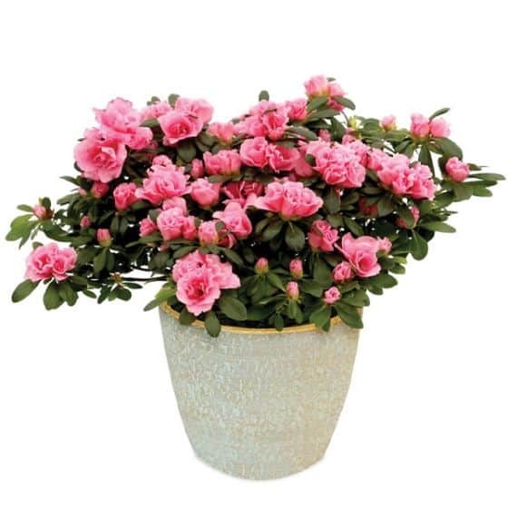 pretty in pink indoors azalea plant