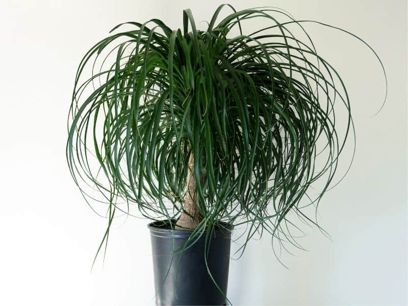 ponytail palm