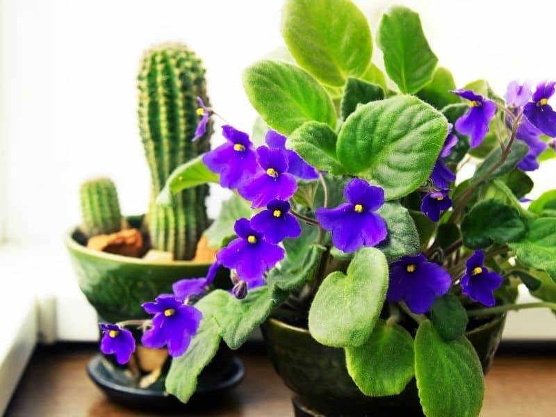 african violet flowers