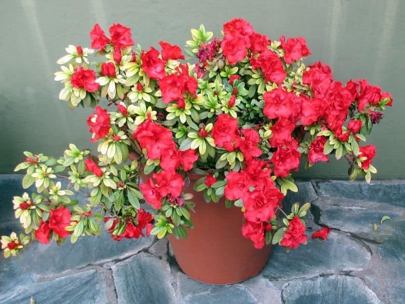 potted azalea plant