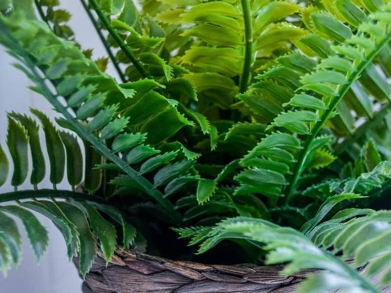 potted ferns