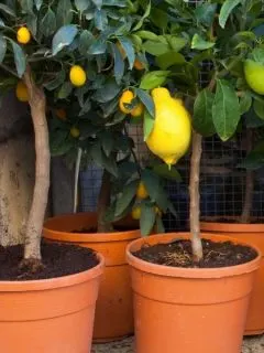 potted lemon trees