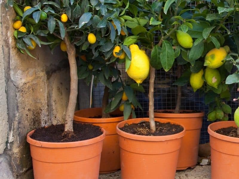 potted lemon trees