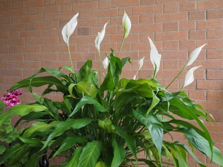 11 Best Indoor Plants For Asthma
